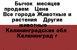 Бычок 6месяцев продаем › Цена ­ 20 000 - Все города Животные и растения » Другие животные   . Калининградская обл.,Калининград г.